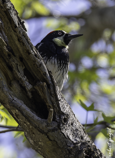 Ed Levin County Park 2026